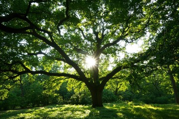 Wall Mural - Sunlight through green tree foliage in park; sun flares. Use nature background