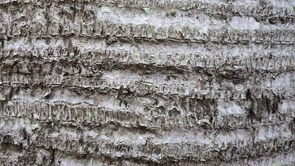 Palm tree trunk close-up abstract textured background