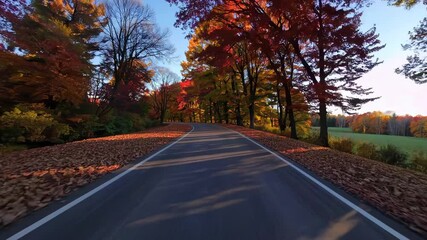 Poster - Sunny autumn countryside road lined with golden trees.
