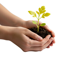 Close-up of two hands gently holding a small plant seedling nestled in a clump of dark soil