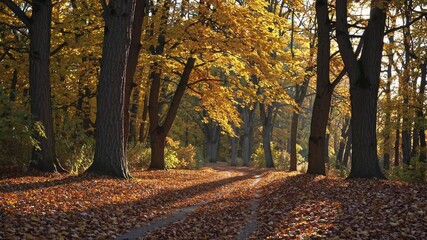Poster - Sunny autumn countryside road lined with golden trees.