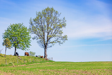 Wall Mural - Cattle on a hill by a newly sown field in a rural landscape