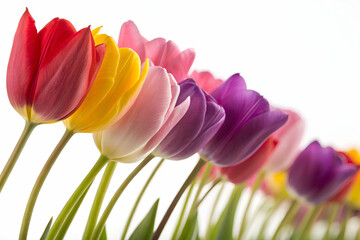 Sticker - Colorful Row of Tulips in Red Yellow Pink and Purple on White Background for