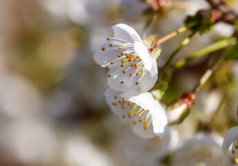 Wall Mural - A close up of a white flower with yellow spots