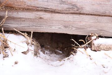 Poster - A close-up view of a sheep's face covered with snow, suggesting winter or cold weather.