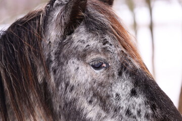 Poster - A close-up view of a horse's face covered in snow, suggesting a winter scene.
