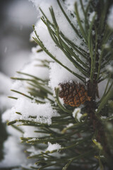 Wall Mural - snow capped mountain pine with cone at a snowy winter day on the mountains