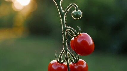 Poster - Golden sunlight illuminating ripe cherry tomatoes gently swaying on vine, creating luminous bokeh background showcasing natural freshness and vibrant color of homegrown produce