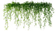 © Alpa - Lush green hanging houseplant isolated on transparent background