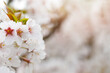 © artmim - Blooming spring background with abstract white flower closeup