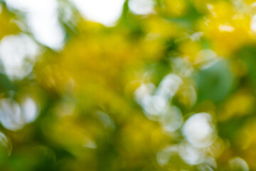 Wall Mural - Blur green nature abstract background