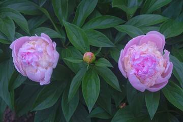 Wall Mural - Peony flower in bloom. Scientific name is Paeonia lactiflora