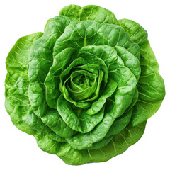 Wall Mural - Top View of Bright Green Crisphead Lettuce Against Transparent Backdrop for Food Photography