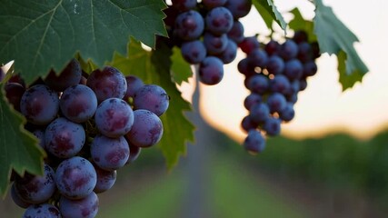 Poster - Ripe red grapes glistening on vine during golden sunset, capturing essence of viticulture and natural beauty in cinematic slow motion