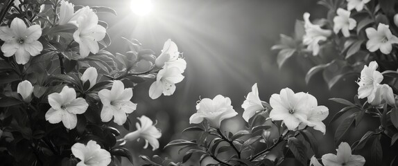 Poster - Black and white floral image featuring blooming flowers with sunlight rays in the background and soft focus for copy space.