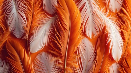 Poster - Orange and white feathers background texture with detailed patterns and vibrant colors ideal for design purposes Copy Space