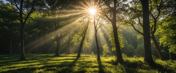 Poster - Sunlight filtering through trees in a lush forest creating light rays on green grass landscape with shadows and natural scenery