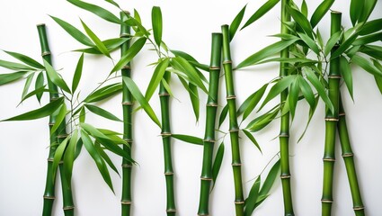 Poster - bamboo stalks and green leaves on white background with natural texture and copy space for design us