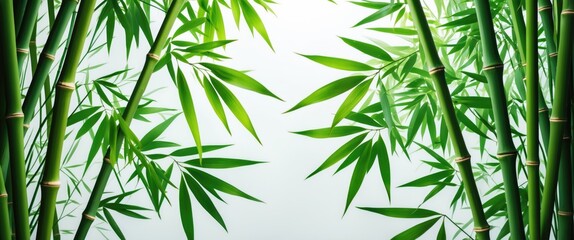 Poster - Green Bamboo Stalks and Leaves on a Light Background with Copy Space