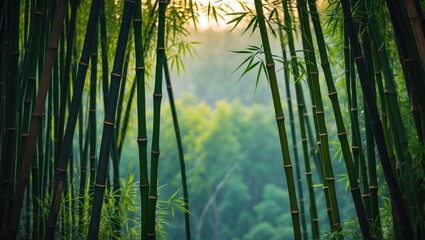 Poster - Lush green bamboo forest with tall bamboo stalks and soft morning light creating a serene natural ambiance Copy Space
