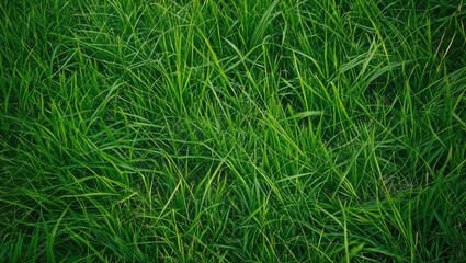 Poster - Lush green grass background texture with dense blades of grass suitable for natural landscaping designs Copy Space