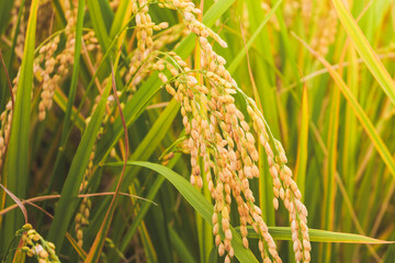 Wall Mural - Autumnal golden ears of rice plant 