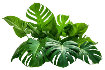 Poster - PNG Isolated bunch of tropical leaves tropics plant leaf.