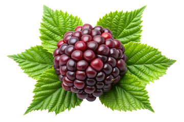 Wall Mural - boysenberry isolated on transparent background png