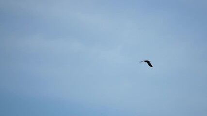 Slow motion of black crow bird fliying high in windy sky