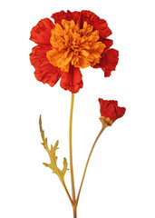 Canvas Print - PNG Real Pressed a red marigold flower petal plant.