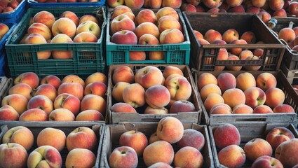 Poster - Freshly harvested apples displayed in wooden crates and plastic bins at a fruit market Copy Space