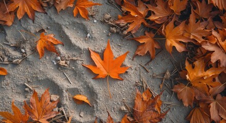 Poster - Autumn leaves on ground with orange foliage and sandy surface featuring a single standout leaf and scattered twigs Copy Space