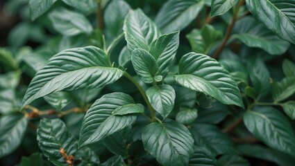 Poster - Green tropical leaves with textured surfaces and varying shapes natural background with copy space