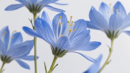 Poster - Delicate blue flowers with intricate petals and yellow stamens against a soft white background showcasing nature's beauty Copy Space