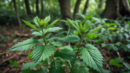Poster - Green foliage of young plants in a forest setting with blurred background and natural light Copy Space