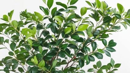 Poster - green indoor plant with glossy leaves on a white background showcasing detailed foliage and natural 
