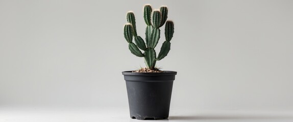 Poster - Cactus plant in black pot isolated on light background minimalistic indoor gardening with copy space for text