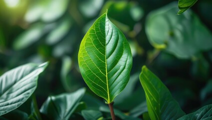 Poster - Green tropical leaf close-up with detailed texture surrounded by lush greenery natural background Copy Space