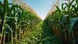 © DigitalDruid - Cornfield rows with green stalks and tall corn plants under clear blue sky agriculture landscape with path in center Copy Space