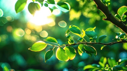 Poster - Green leaves on a branch with sunlight filtering through foliage creating a bokeh effect in a lush natural environment Copy Space