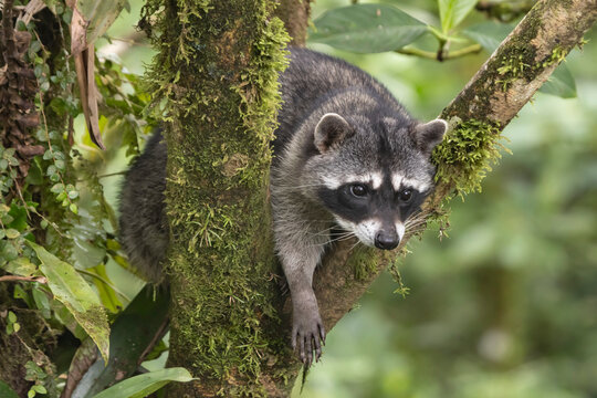 raccoon on a tree