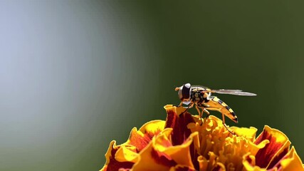 Aufkleber - Close-up of a flying insect on a vibrant marigold flower in a sunny garden setting