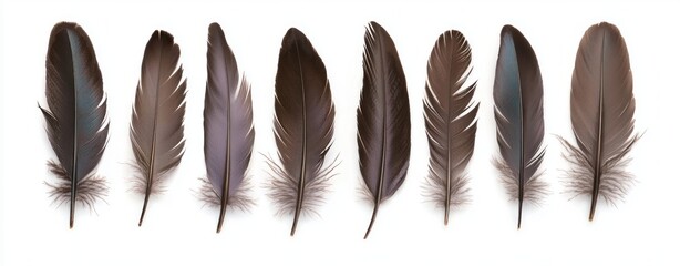 Aufkleber - Collection of Elegant Brown Feathers Isolated on White Background in Various Shapes and Sizes