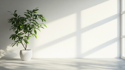 Sticker - Indoor space brightened by sunlight. A lush potted plant adorns the minimalist interior, adding life to the clean, light-filled room.