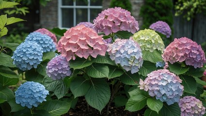 Poster - Colorful hydrangea flowers in a garden setting with lush green leaves and soft-focus background. Copy Space available.