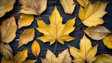 Leinwandbilder - Colorful autumn leaves arranged on a dark wooden surface with a prominent yellow maple leaf in the center and copy space available.