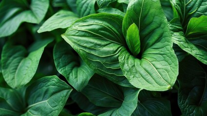 Poster - Close-up of lush green leaves with detailed textures and patterns in natural light Copy Space