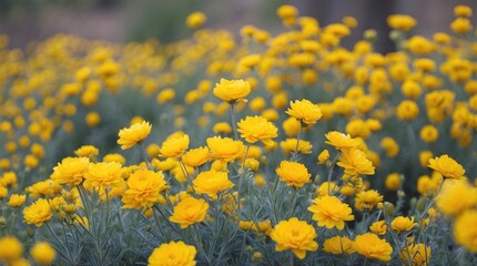 Aufkleber - Field of vibrant yellow flowers with green foliage in a soft focus background ideal for copy space for text placement