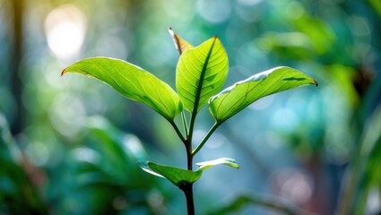 Poster - Close-up of green leaves on a young plant with soft bokeh background and natural light Copy Space