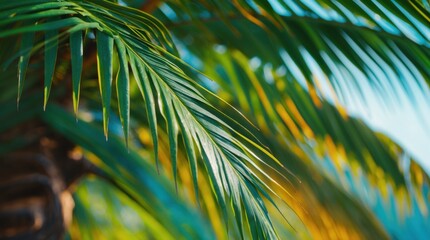 Poster - Close-up of palm tree leaves with natural sunlight filtering through creating a vibrant tropical atmosphere Copy Space